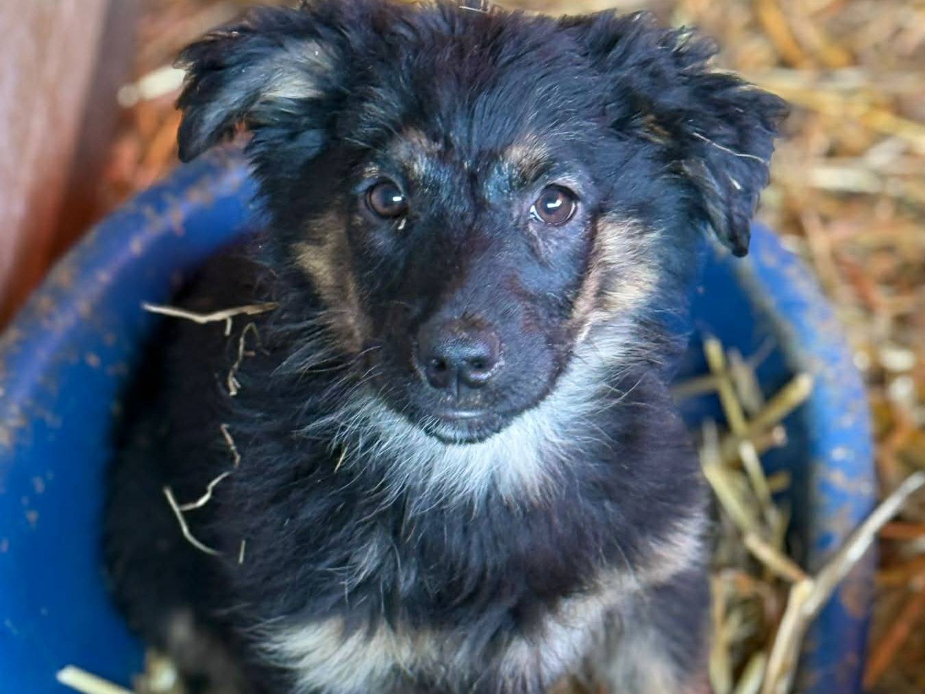 Adotta il cane VANA a Firenze