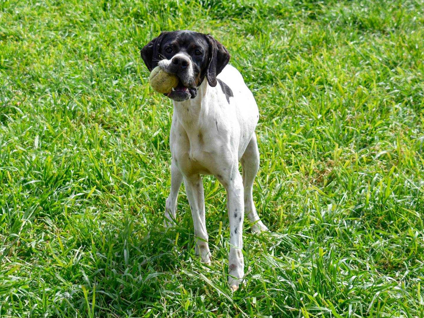 Adotta un cane, femmina, 1 anno e 11 mesi, Roma