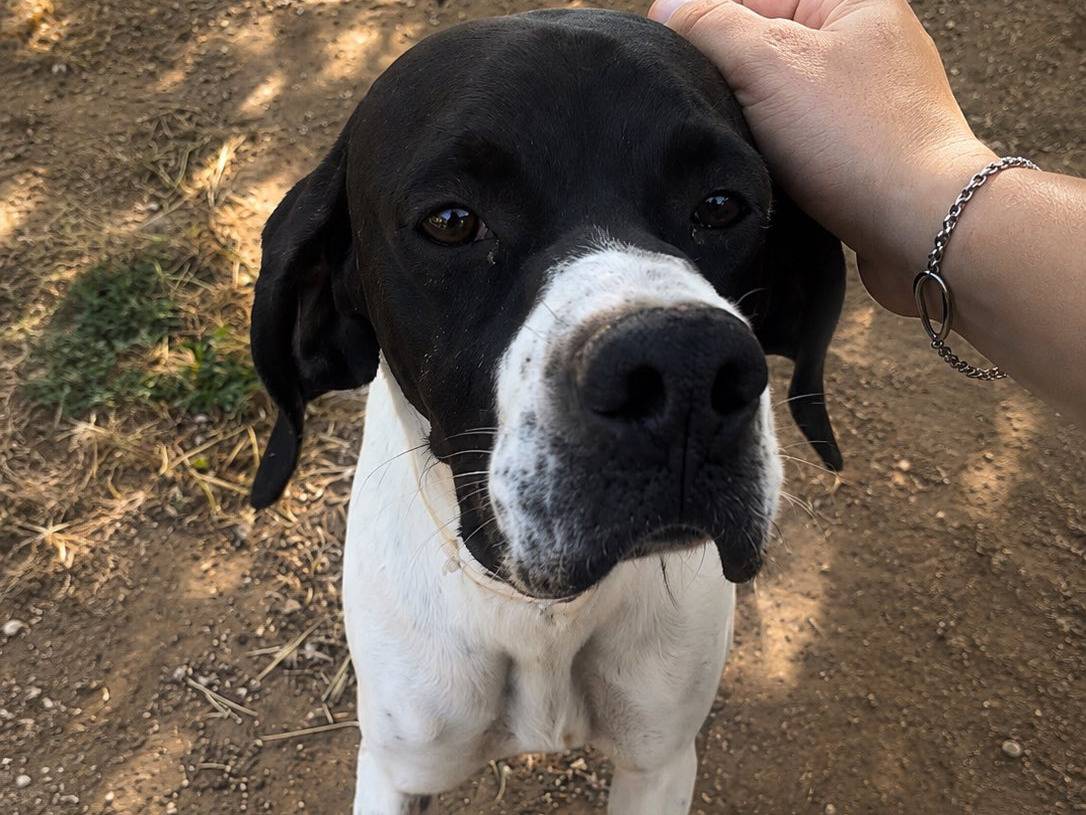 Adotta un cane, taglia media, femmina, Roma