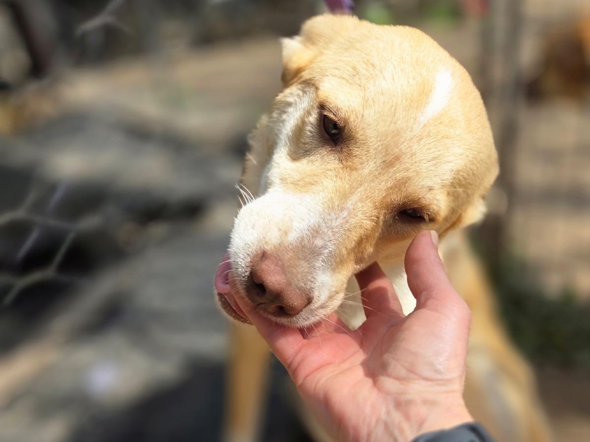 Adotta un cane, femmina, 9 mesi, Trento