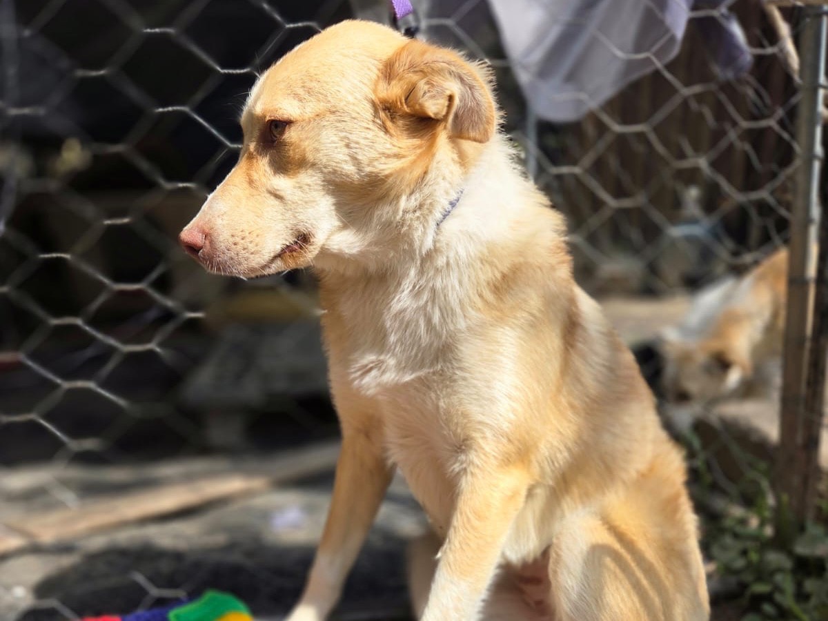 Vuoi adottare un cane a Trento?