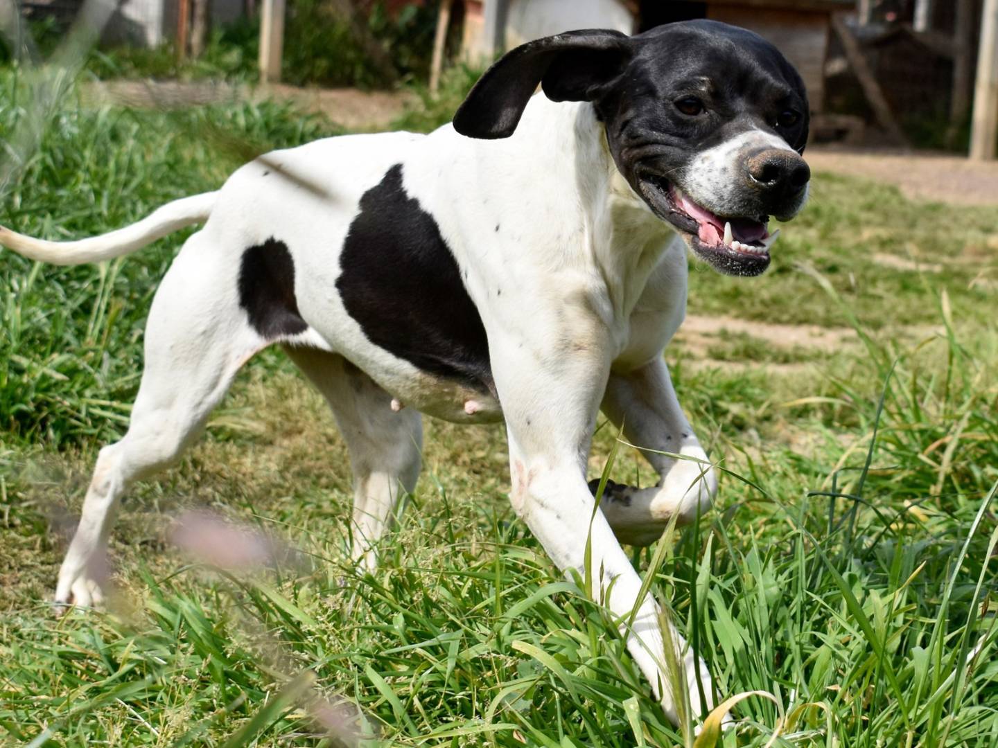 Adotta il cane PANDA a Roma