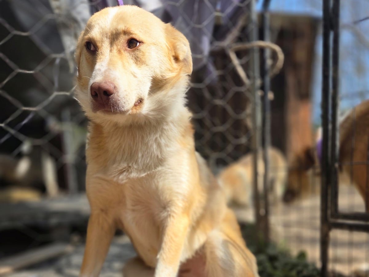 Adotta il cane Milly a Trento