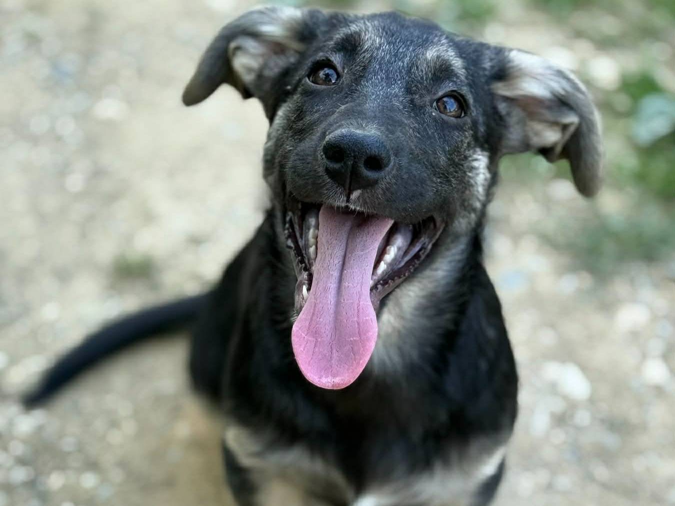 Adozione cane, femmina, Razza sconosciuta Razza sconosciuta, 2 mesi, taglia media contenuta, Firenze