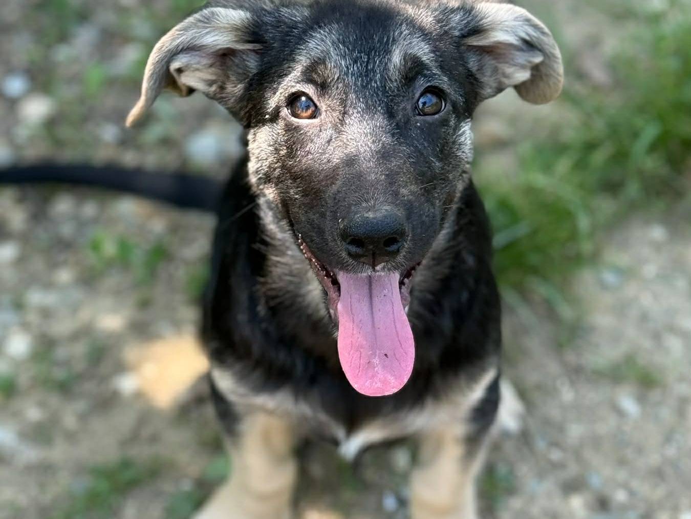 Adotta un cane, taglia media contenuta, femmina, Firenze