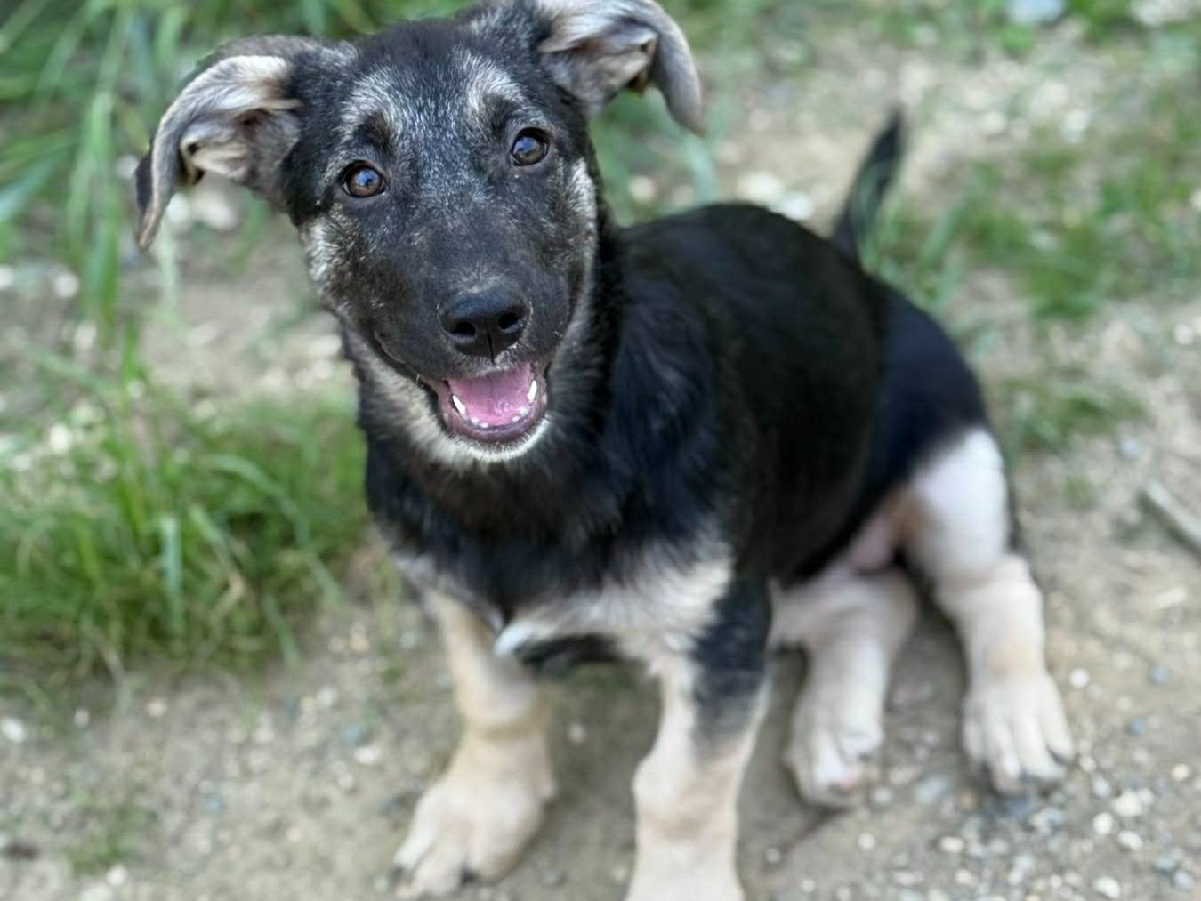 Adotta un cane, femmina, 2 mesi, Firenze