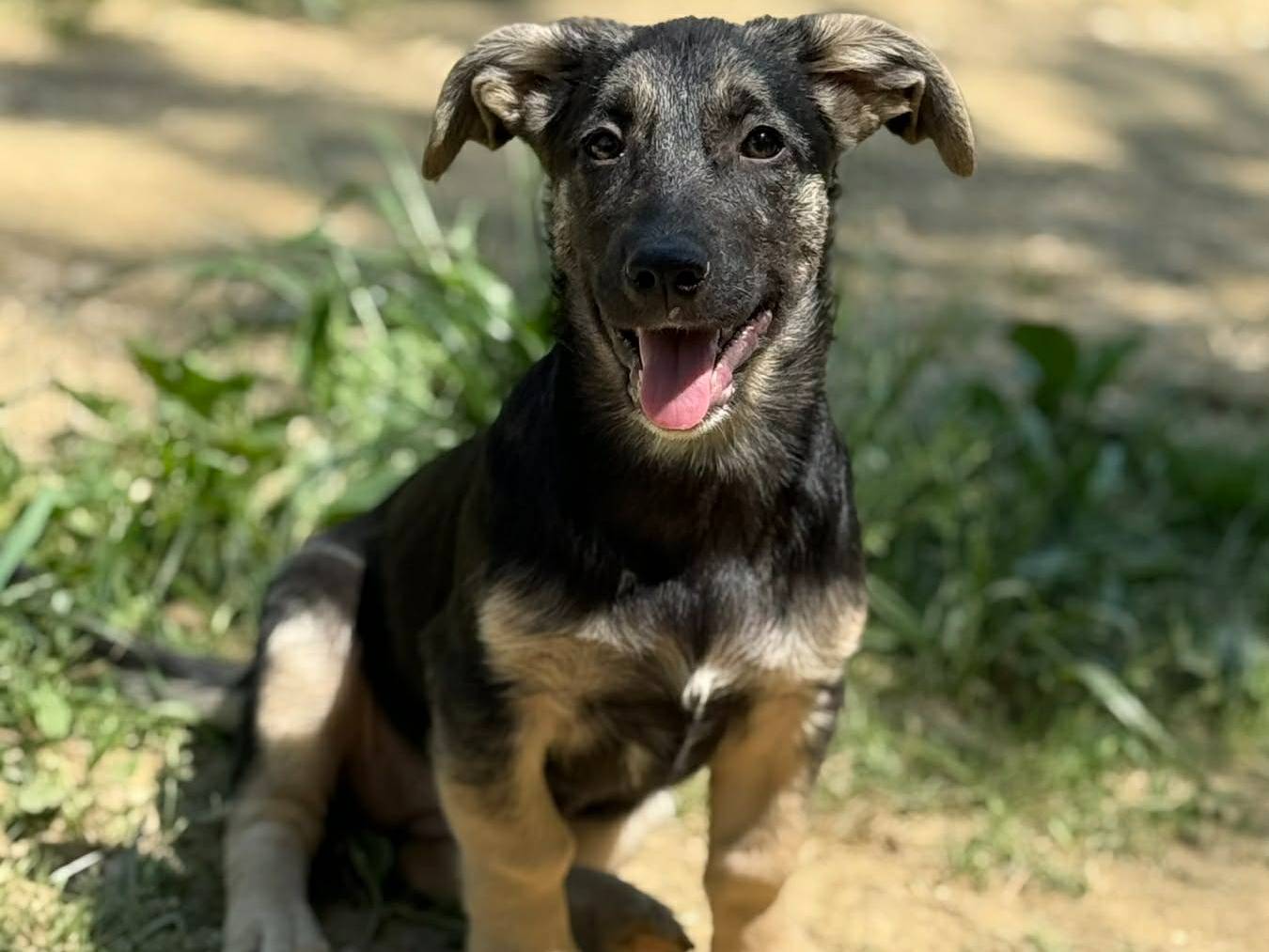 Vuoi adottare un cane a Firenze?
