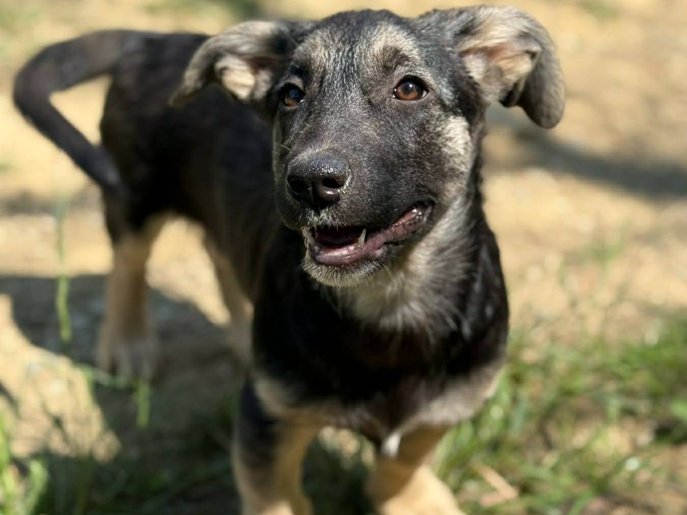 Adotta il cane VITA a Firenze