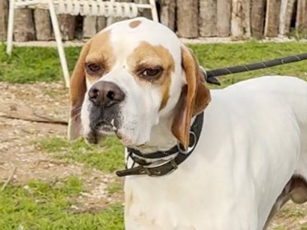 Adozione cane, maschio, Pointer Razza sconosciuta, 3 anni e 4 mesi, taglia media, Roma