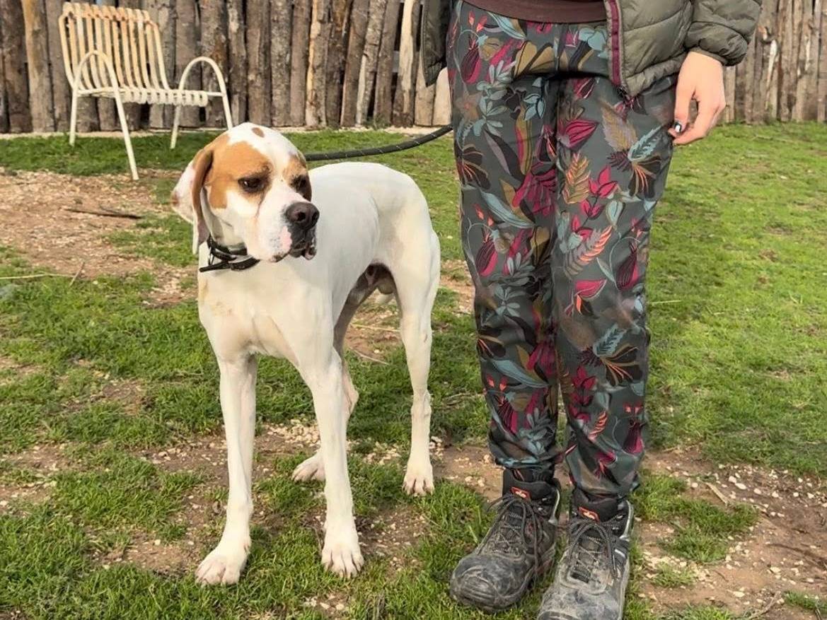 Adotta un cane, maschio, 3 anni e 4 mesi, Roma