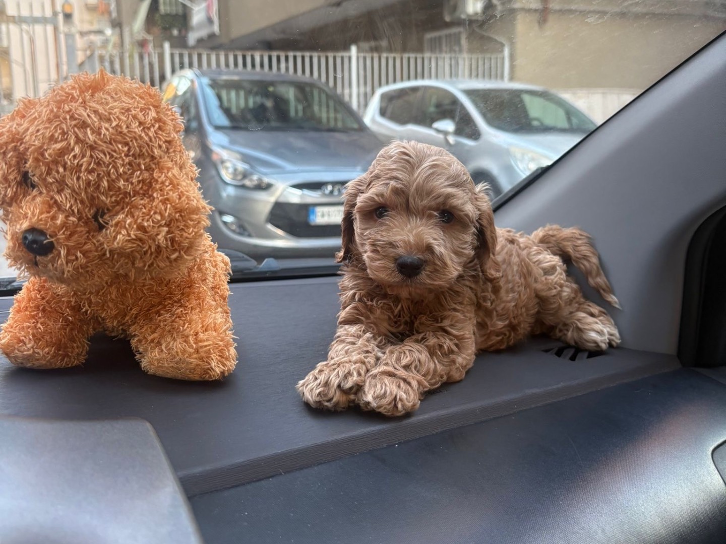 Adozione cane, maschio, Barbone Razza sconosciuta, 2 mesi, taglia piccola, Napoli