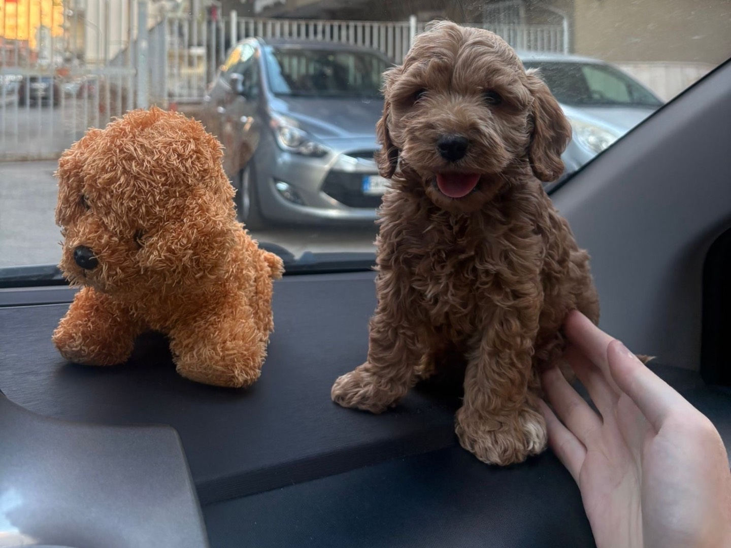 Adotta un cane, maschio, 2 mesi, Napoli