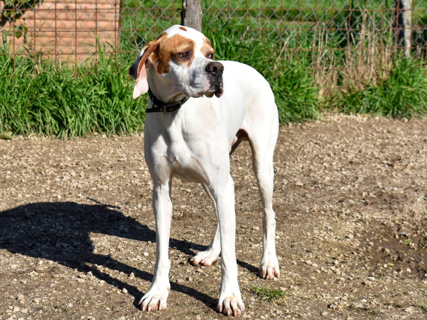 Vuoi adottare un cane a Roma?