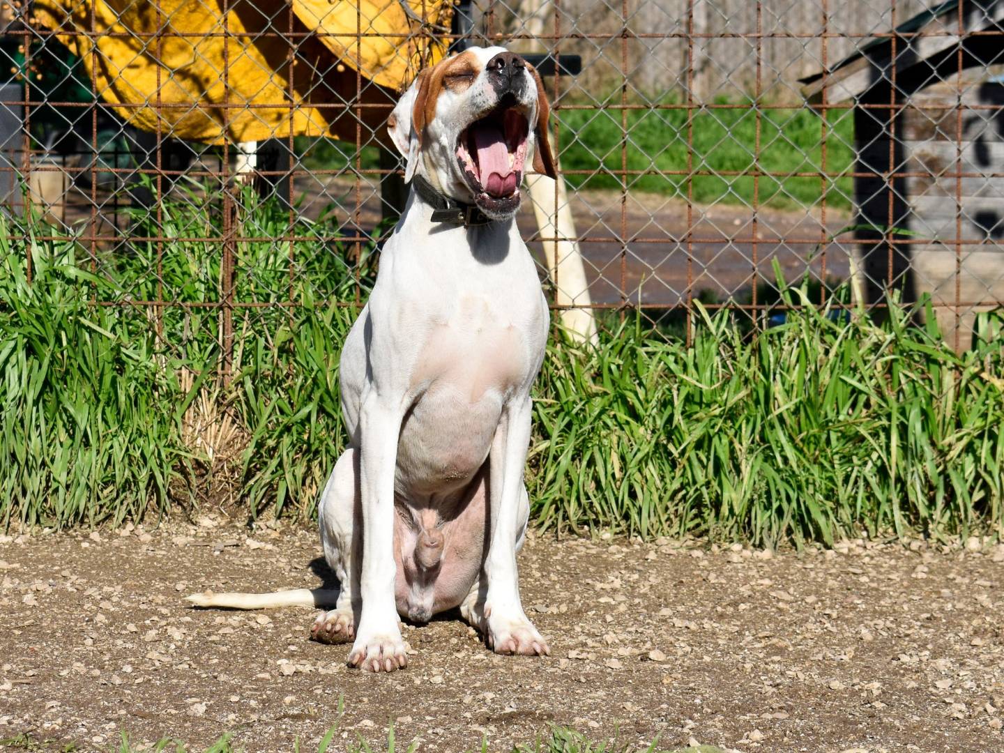 Adotta il cane BILLY a Roma