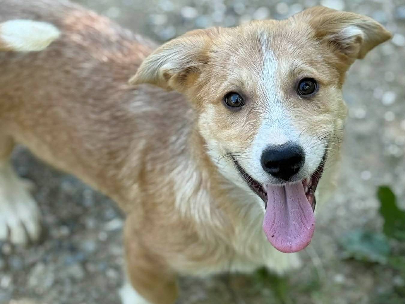 Adotta un cane, maschio, 2 mesi, Firenze