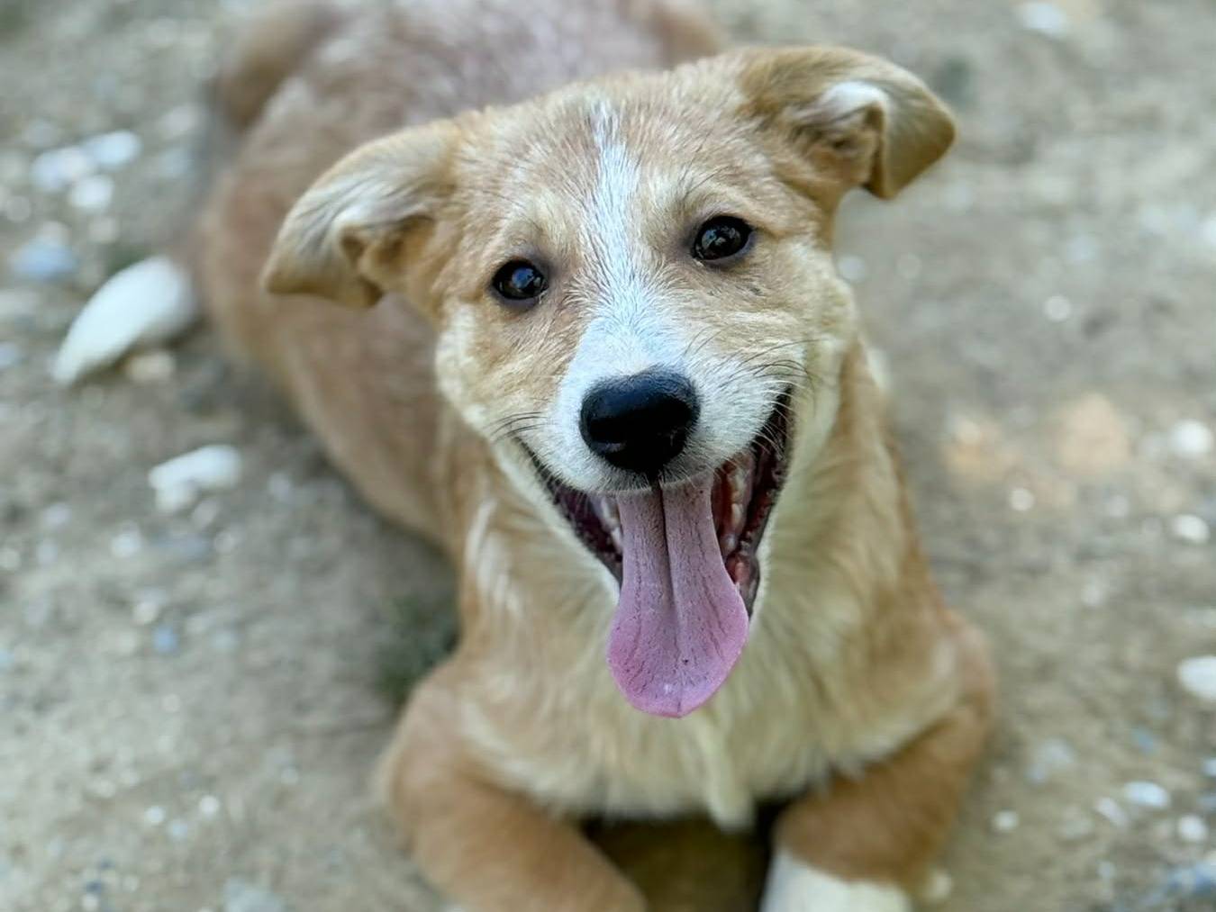 Adozione cane, maschio, Razza sconosciuta Razza sconosciuta, 2 mesi, taglia media contenuta, Firenze