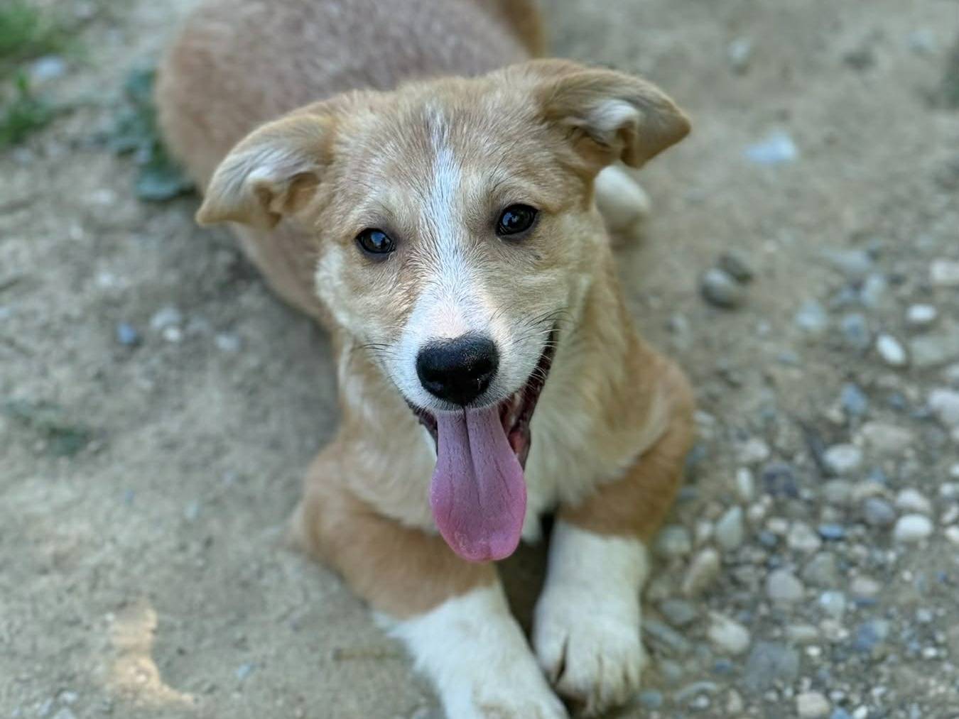 Adotta un cane, taglia media contenuta, maschio, Firenze