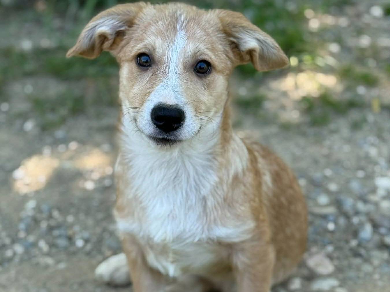 Vuoi adottare un cane a Firenze?