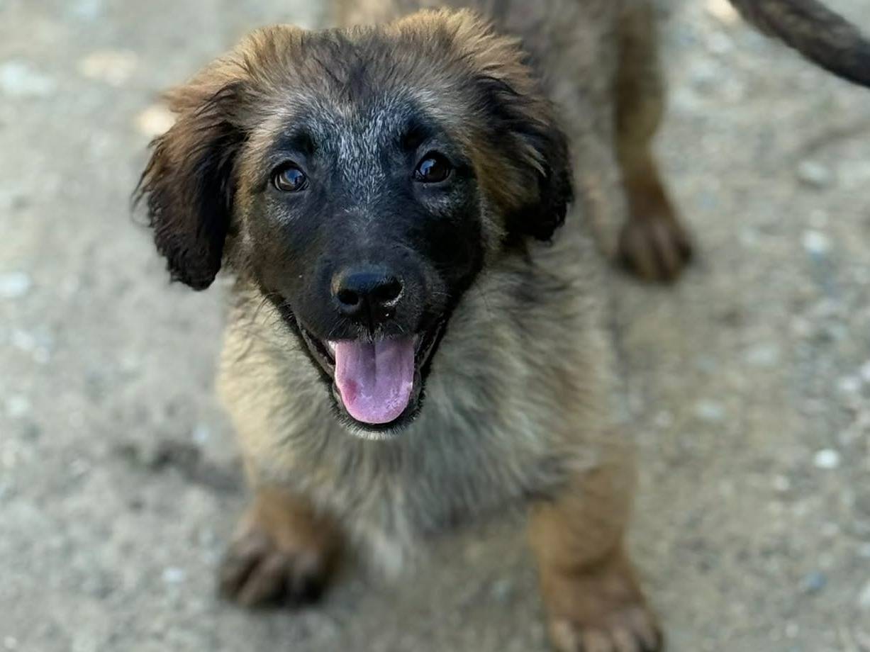 Vuoi adottare un cane a Firenze?