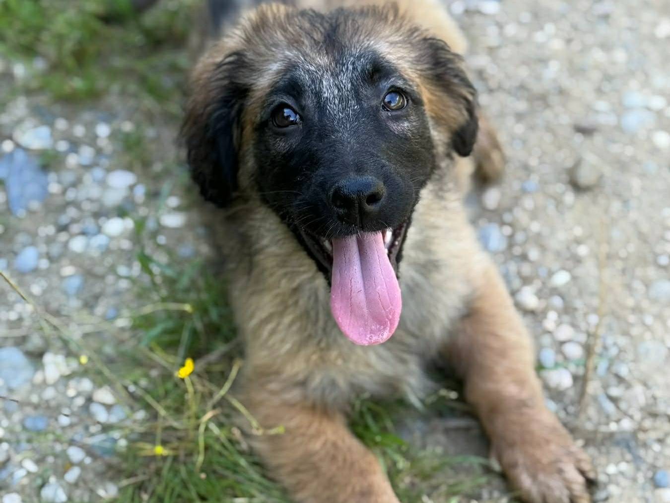 Adotta un cane, femmina, 3 mesi, Firenze