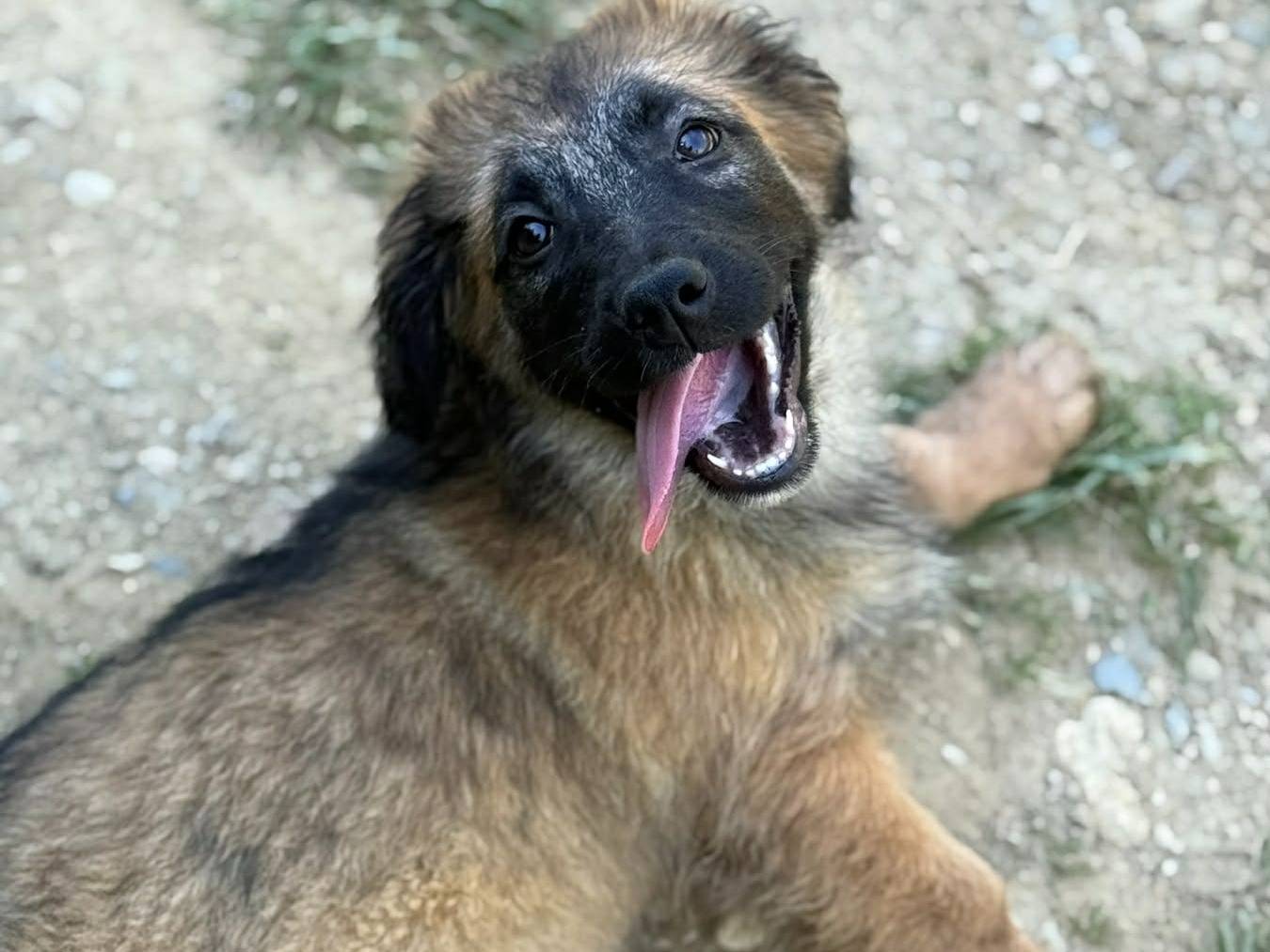 Adotta il cane VERA a Firenze