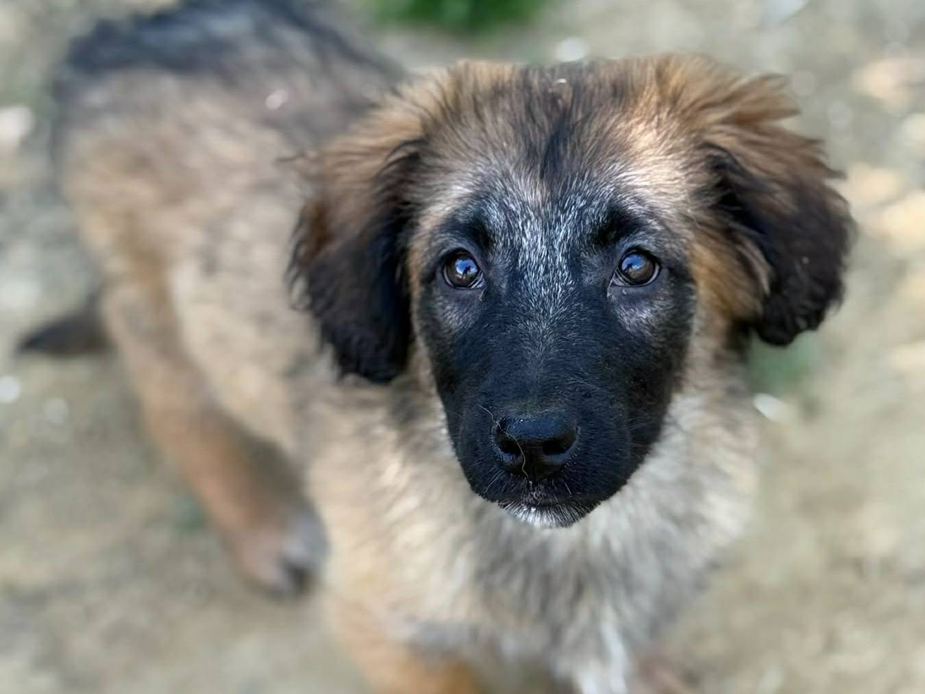 Adotta un cane, taglia media contenuta, femmina, Firenze