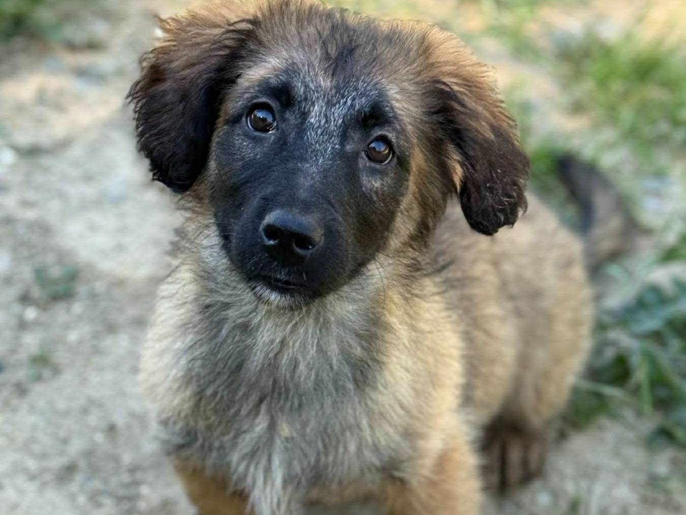 Adozione cane, femmina, Razza sconosciuta Razza sconosciuta, 3 mesi, taglia media contenuta, Firenze