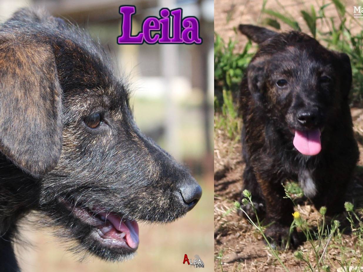 Adozione cane, femmina, Razza sconosciuta Razza sconosciuta, 4 mesi, taglia piccola, Roma