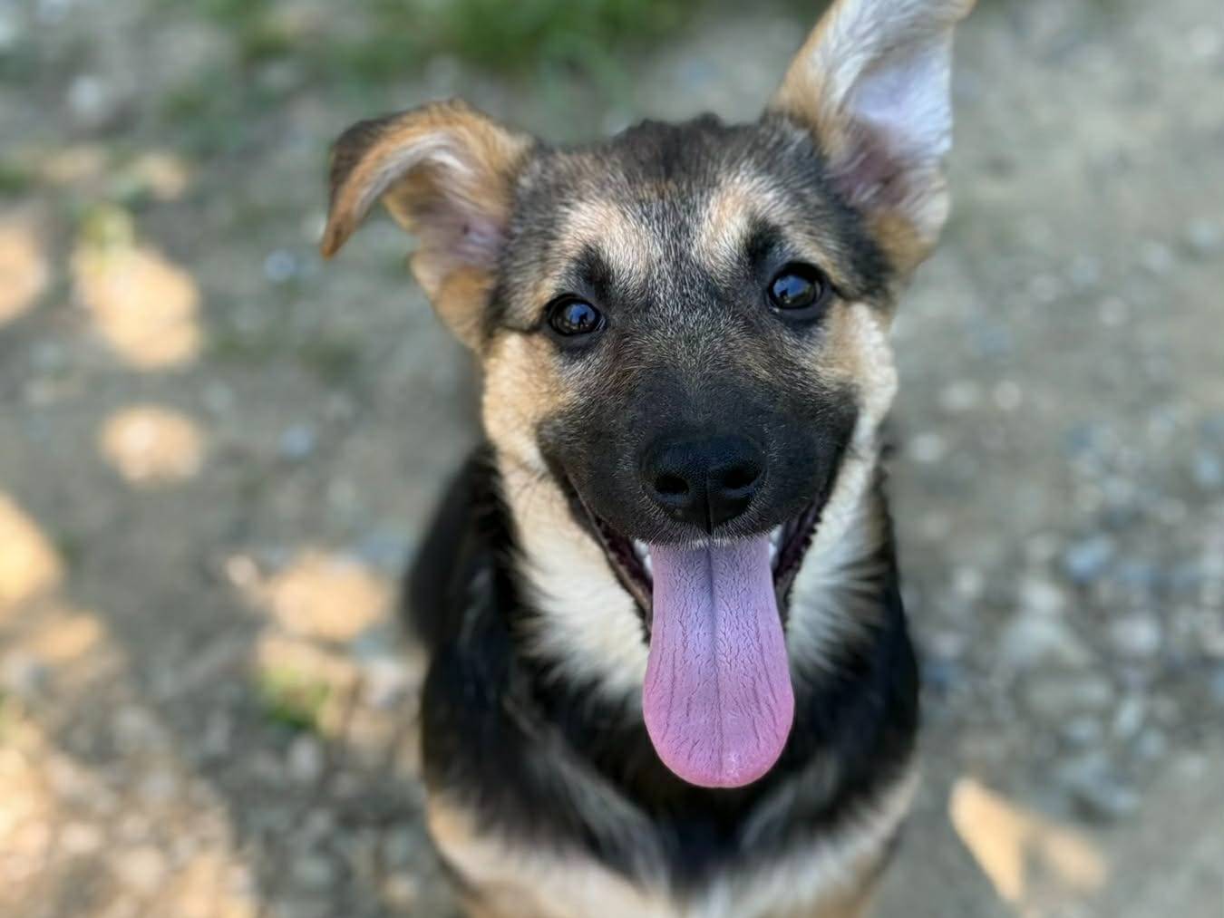 Adotta un cane, taglia media contenuta, femmina, Firenze