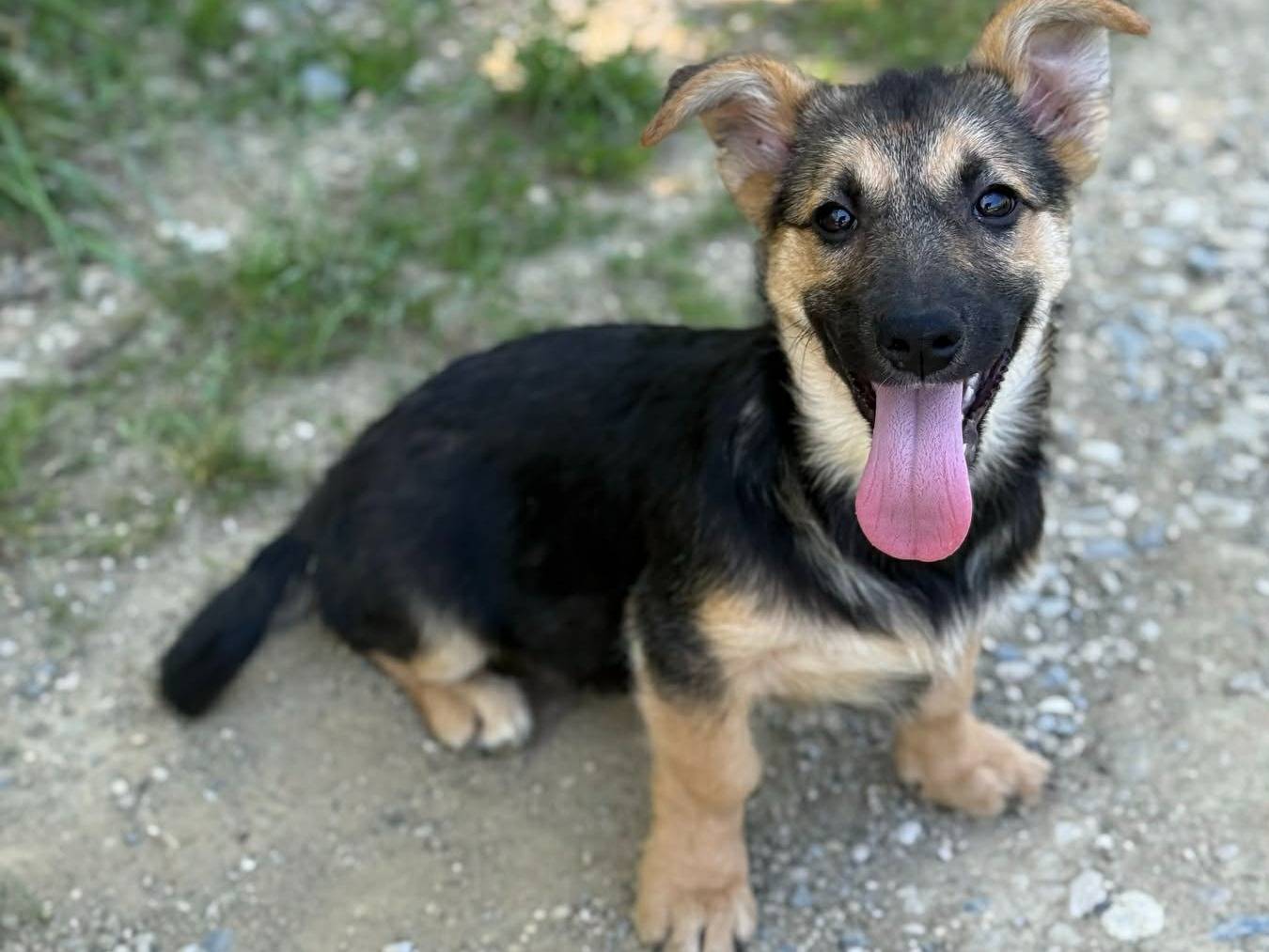 Adozione cane, femmina, Razza sconosciuta Razza sconosciuta, 3 mesi, taglia media contenuta, Firenze