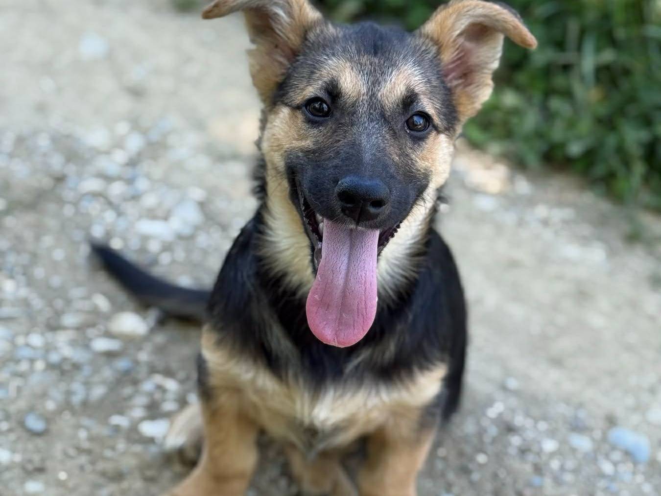Vuoi adottare un cane a Firenze?