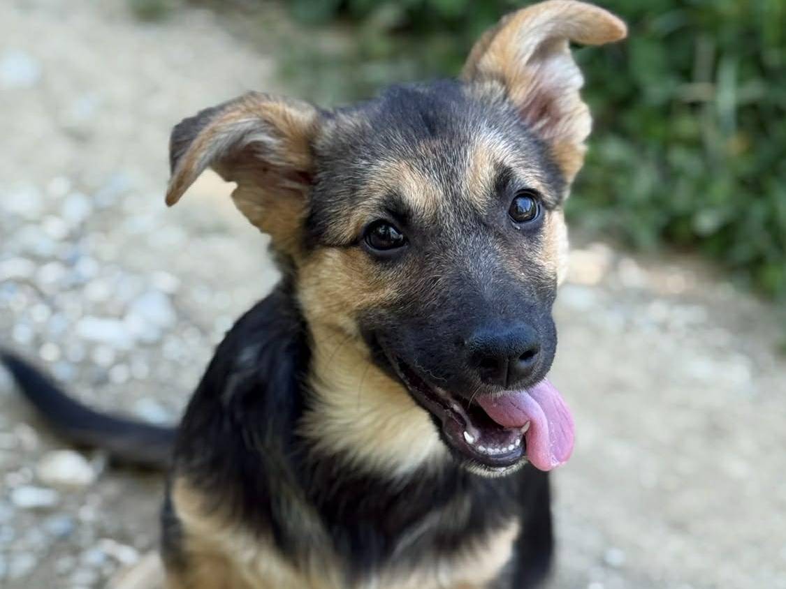 Adotta il cane VIKY a Firenze