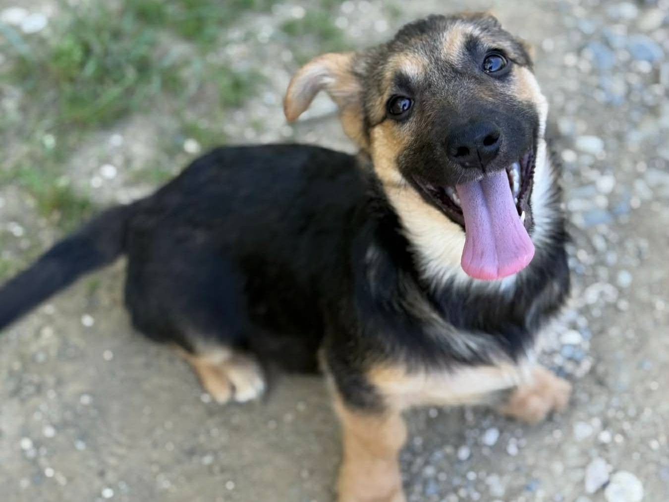 Adotta un cane, femmina, 3 mesi, Firenze