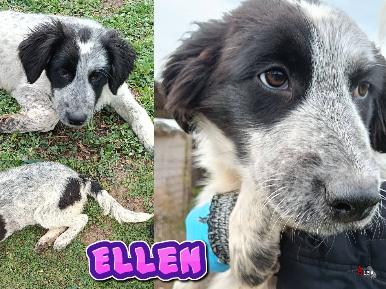Adozione cane, femmina, Razza sconosciuta Razza sconosciuta, 6 mesi, taglia grande, Roma