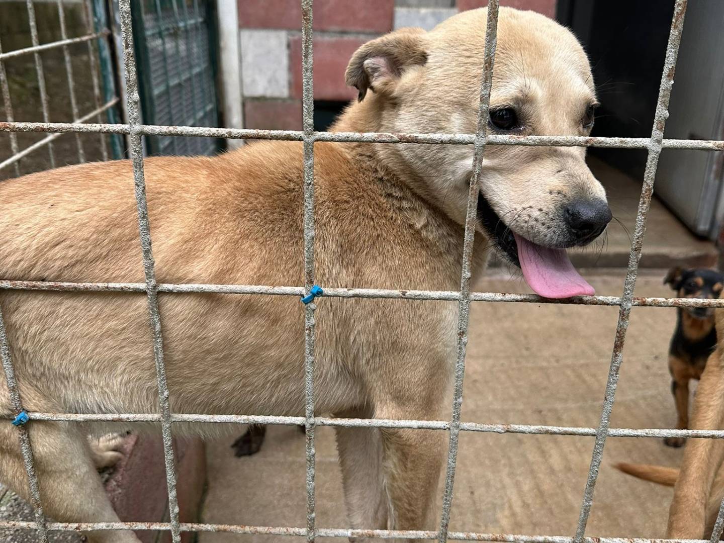 Adozione cane, femmina, Razza sconosciuta Razza sconosciuta, 9 mesi, taglia media contenuta, Bari
