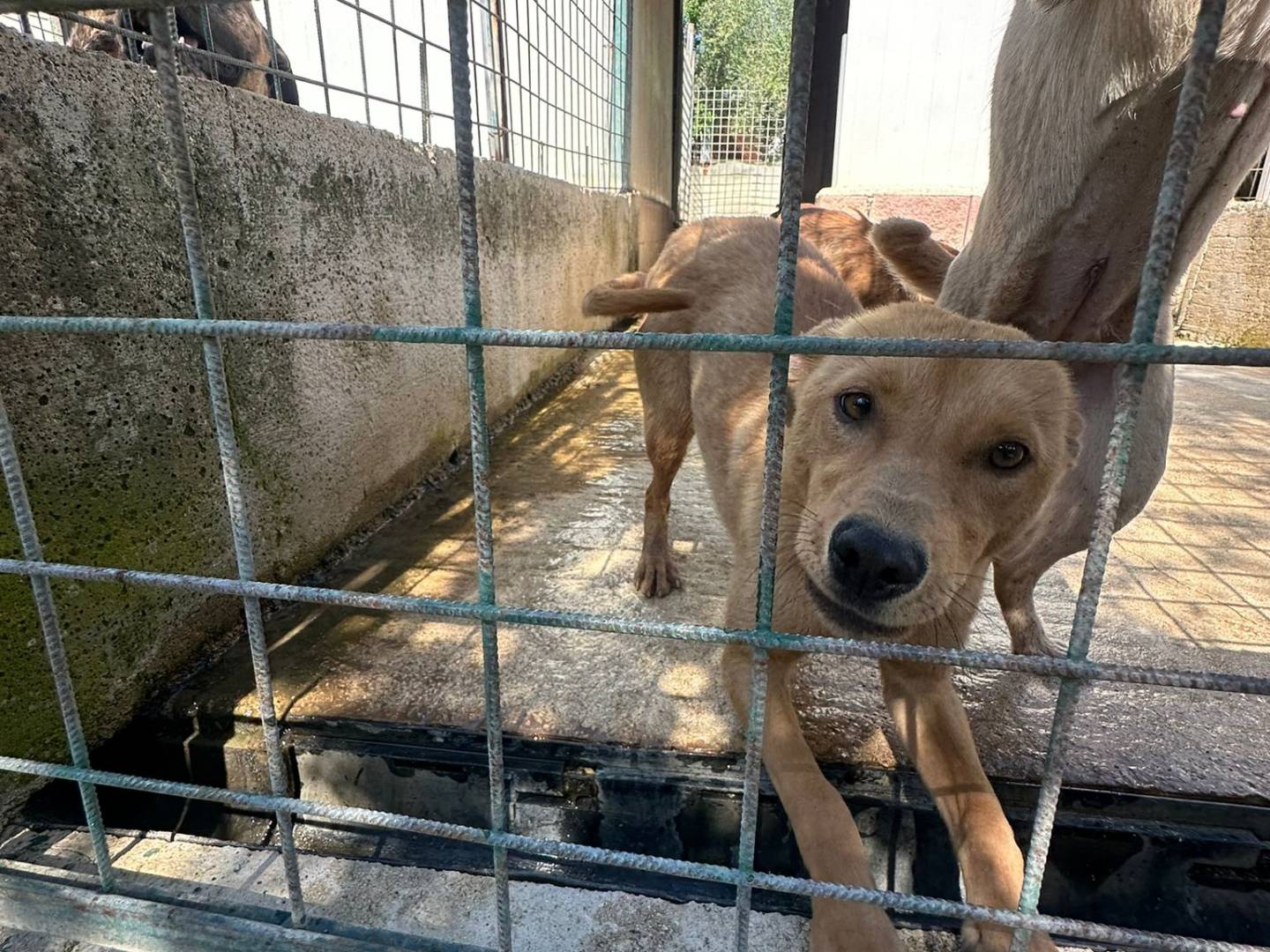Adozione cane, femmina, Razza sconosciuta Razza sconosciuta, 9 mesi, taglia media contenuta, Avellino