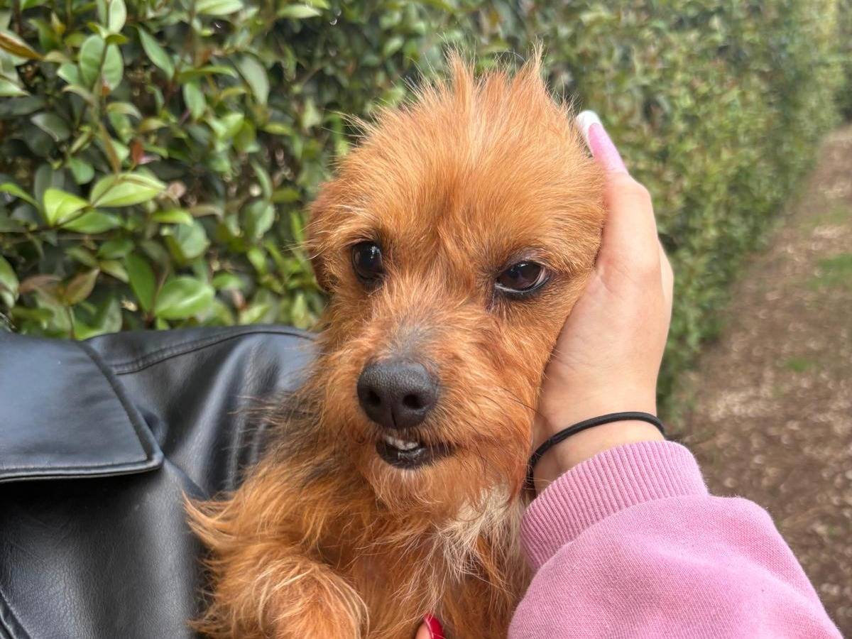 Vuoi adottare un cane a Varese?