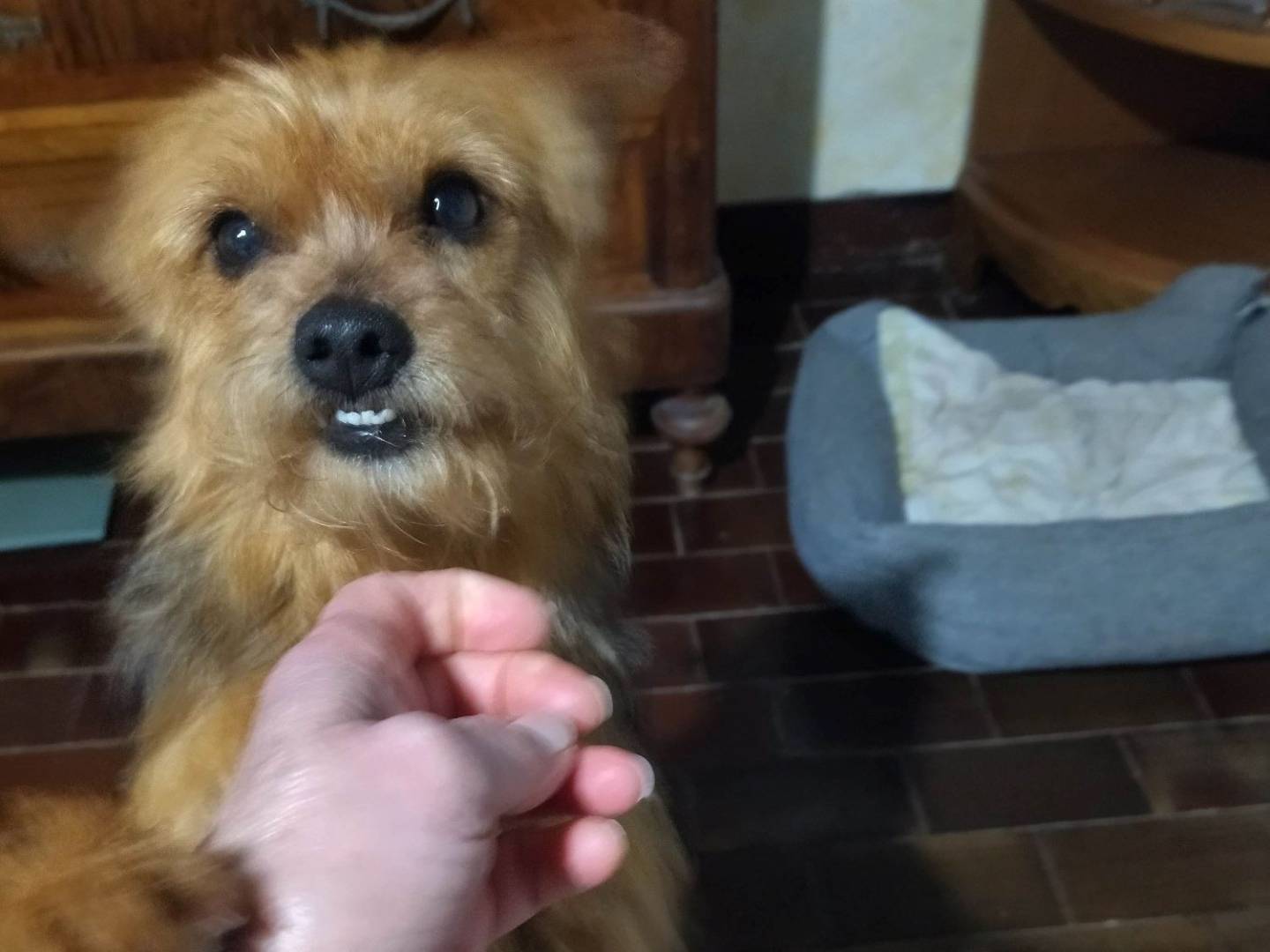 Adotta il cane Sophie  a Varese