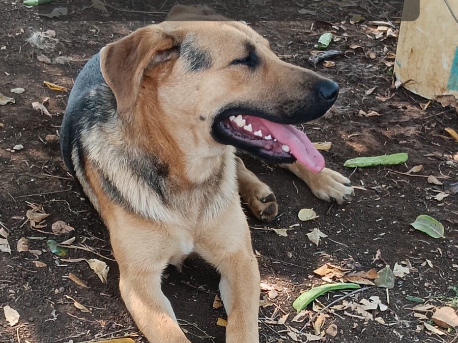 Adozione cane, maschio, Razza sconosciuta Razza sconosciuta, 2 anni, taglia media, Latina