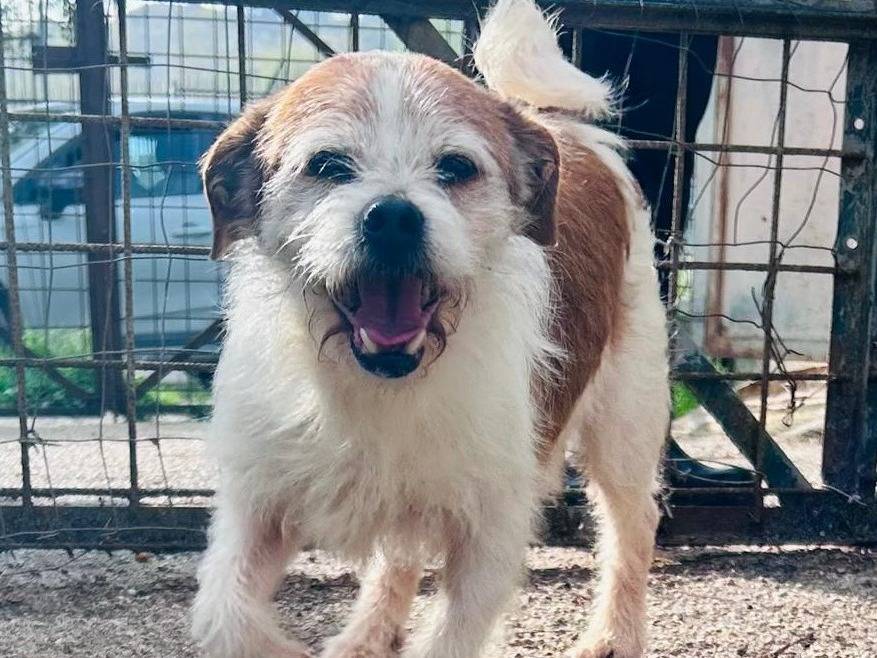 Adozione cane, maschio, Jack Russell Terrier Razza sconosciuta, 10 anni e 7 mesi, taglia piccola, Caserta