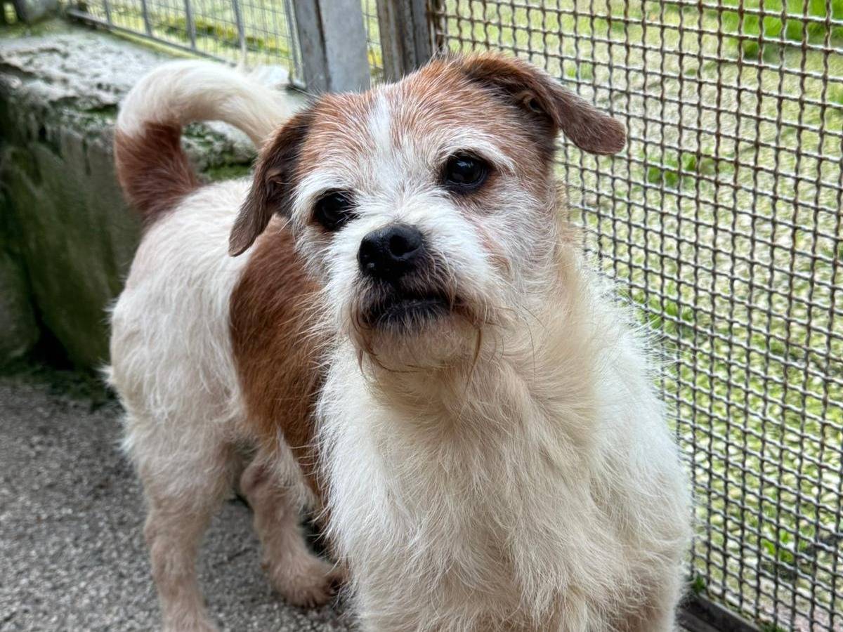 Adotta un cane, maschio, 10 anni e 7 mesi, Caserta
