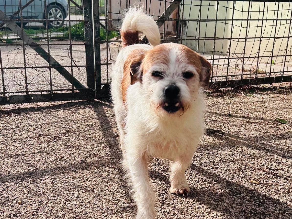 Adotta un cane, taglia piccola, maschio, Caserta