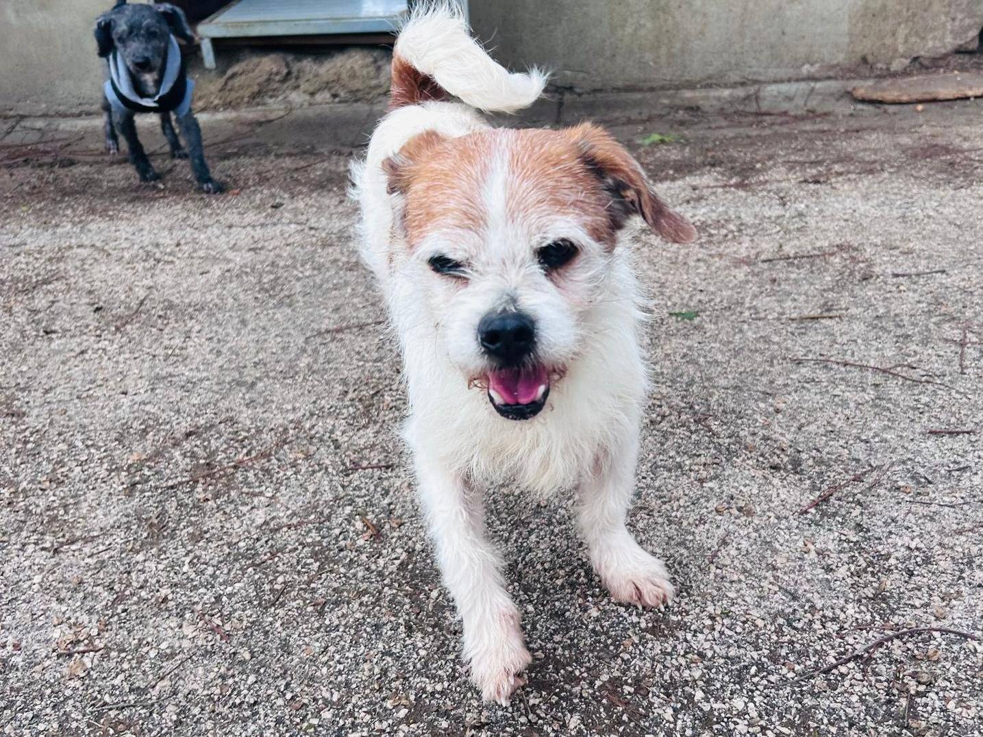 Vuoi adottare un cane a Caserta?