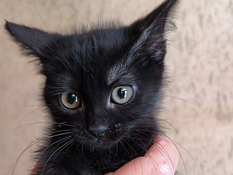 Adozione gatto, femmina, Razza sconosciuta Razza sconosciuta, 1 mesi, taglia non valida, Bari