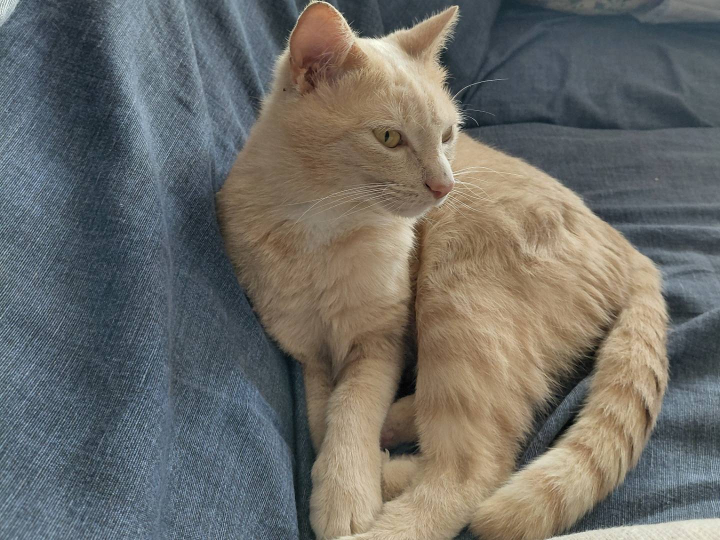 Vuoi adottare un gatto a Brescia?