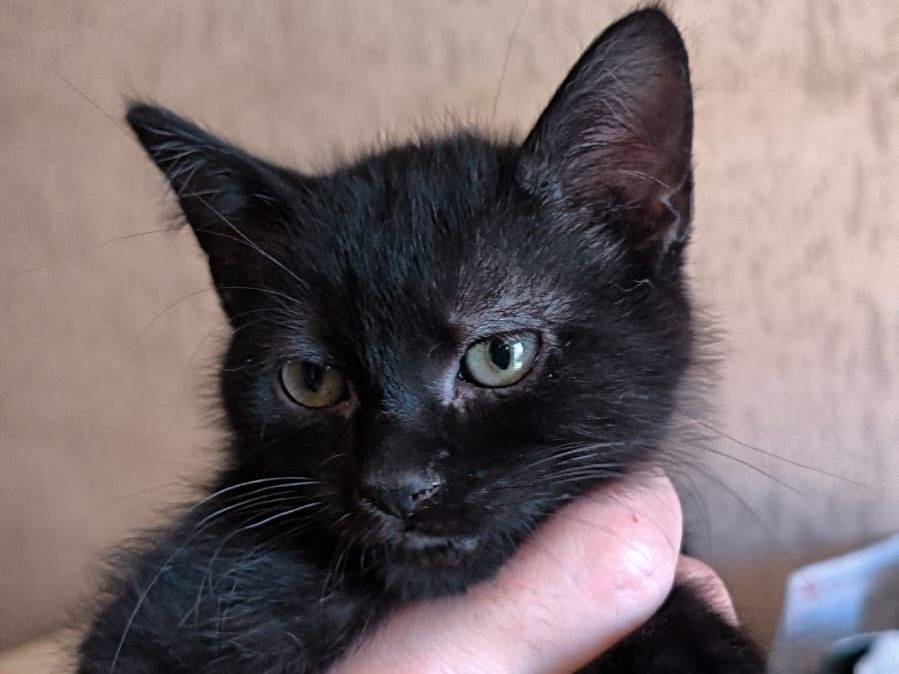 Adozione gatto, maschio, Razza sconosciuta Razza sconosciuta, 2 mesi, taglia non valida, Bari