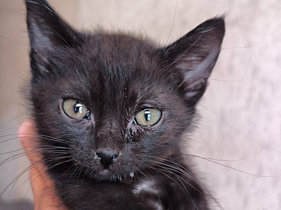 Adozione gatto, femmina, Razza sconosciuta Razza sconosciuta, 2 mesi, taglia non valida, Bari