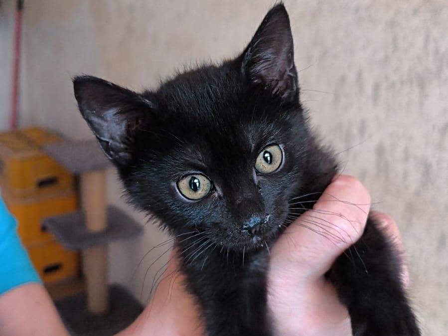 Adozione gatto, femmina, Razza sconosciuta Razza sconosciuta, 2 mesi, taglia non valida, Bari
