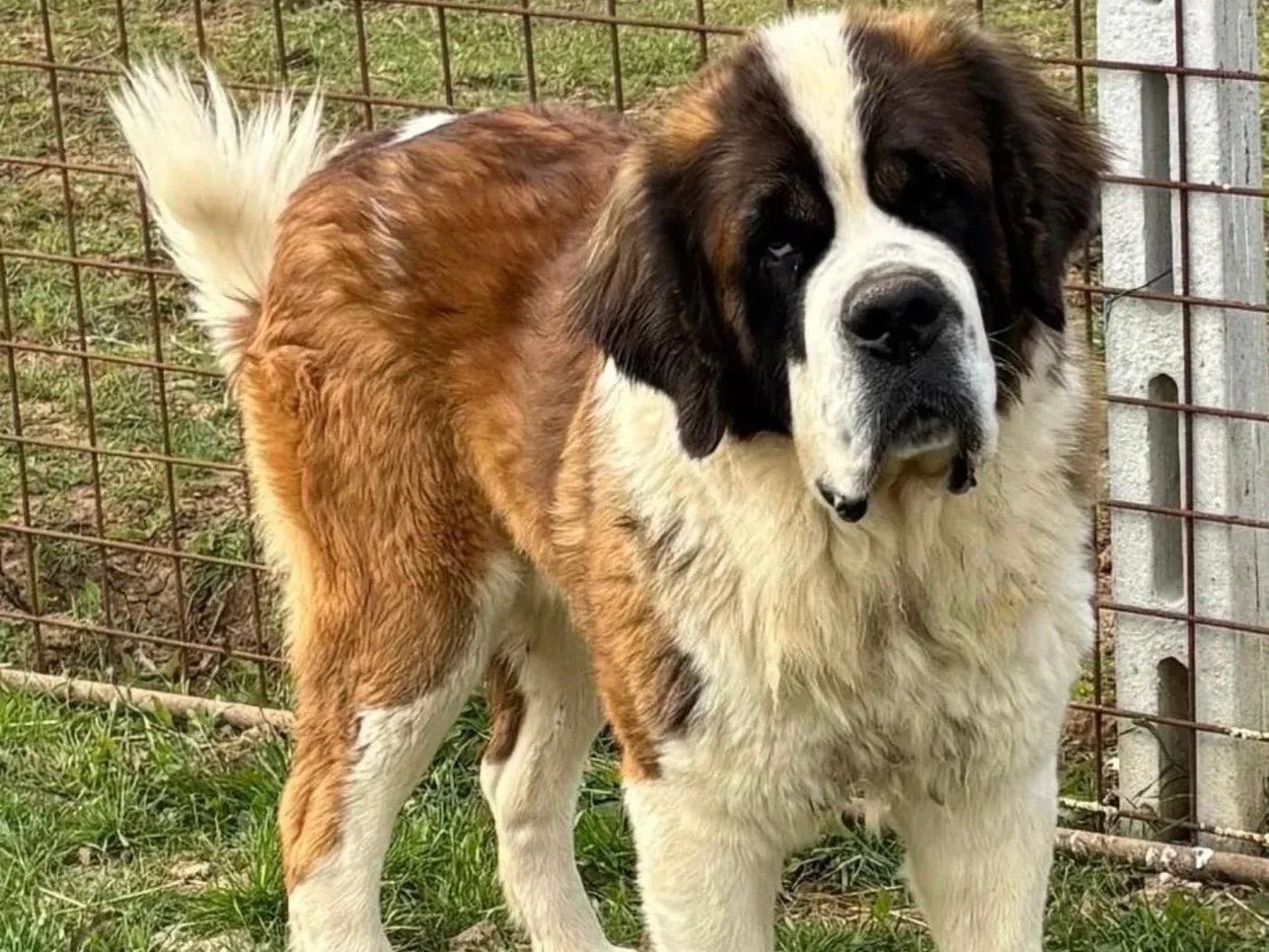 Adozione cane, maschio, San Bernardo Razza sconosciuta, 3 anni, taglia gigante, Latina