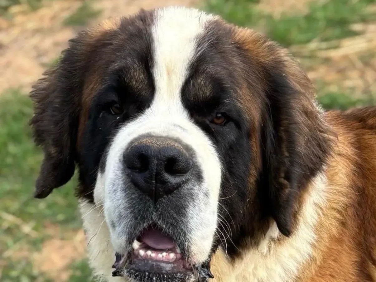 Adotta un cane, maschio, 3 anni, Latina